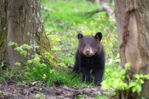nuit au zoo de thoiry