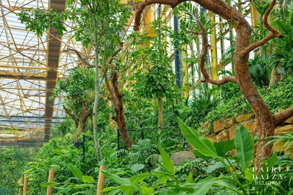 photo foret tropicale edenya pairi daiza