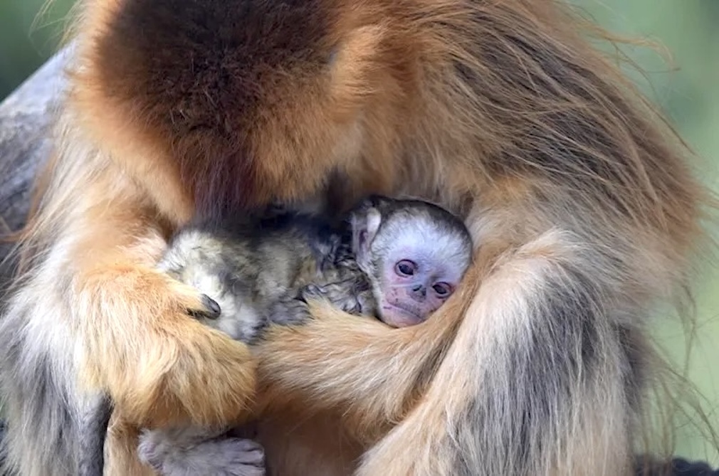 Naissance exceptionnelle d’un singe doré au Zoo de Beauval (vidéo)
