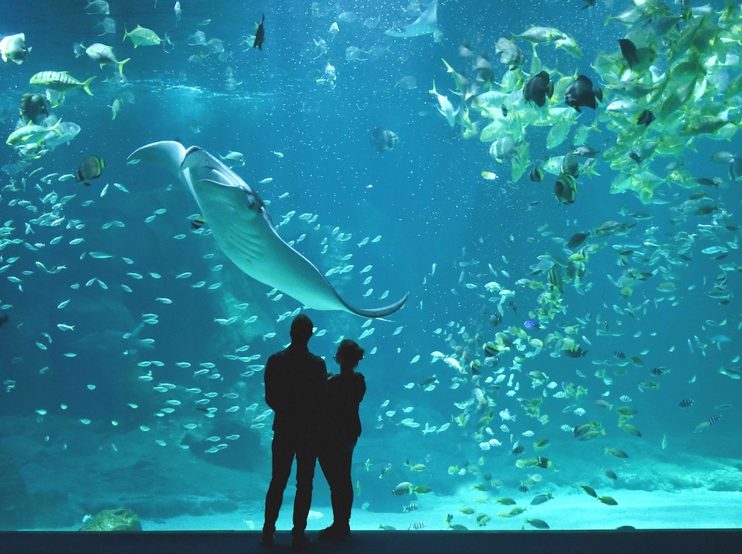 Nausicaá fête ses 35 ans : vivez un été exceptionnel au plus grand aquarium d’Europe