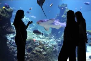 visite de nausicaa en été