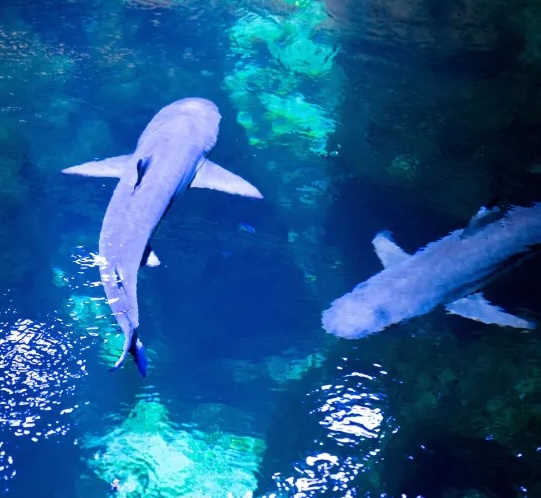 requins à l'aquarium nausicaa