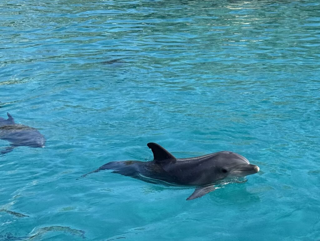 dauphin beauval