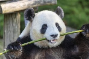 date de depart jumelles panda beauval